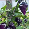 Purple UFO Hot Chili Pepper Live Plants - 3 Pack, Medium-Hot, Ornamental - Image 1