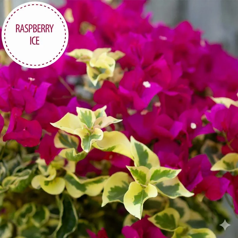 Raspberry Ice Bougainvillea Live Plant - Pack of 2, Pink & Cream Variegated, 5-9 inches - Image 2