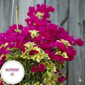 Raspberry Ice Bougainvillea Live Plant - Pack of 2, Pink & Cream Variegated, 5-9 inches - Image 3