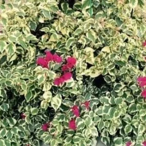 Raspberry Ice Bougainvillea Live Plant - Pack of 2, Pink & Cream Variegated, 5-9 inches - Image 4