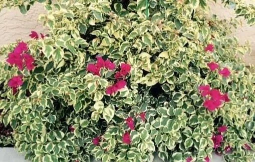 Raspberry Ice Bougainvillea Live Plant - Pack of 2, Pink & Cream Variegated, 5-9 inches - Image 4