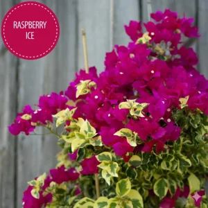 Raspberry Ice Bougainvillea Live Plant - Pack of 2, Pink & Cream Variegated, 5-9 inches - Image 5