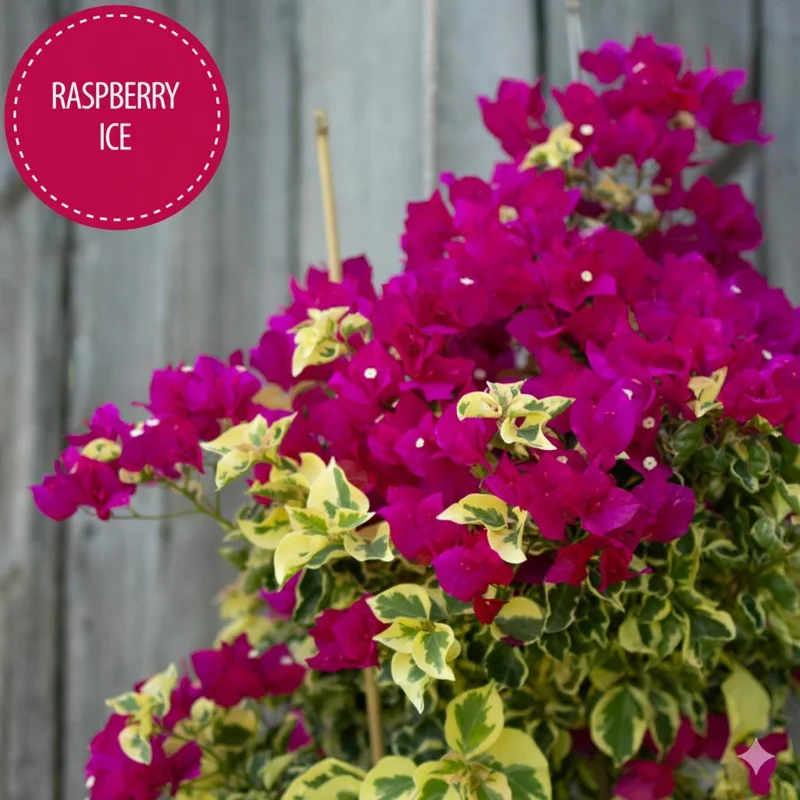 Raspberry Ice Bougainvillea Live Plant - Pack of 2, Pink & Cream Variegated, 5-9 inches - Image 5