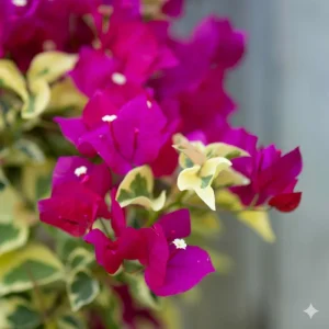 Raspberry Ice Bougainvillea Live Plant - Pack of 2, Pink & Cream Variegated, 5-9 inches - Image 6