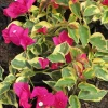 Raspberry Ice Bougainvillea Live Plant - Pack of 2, Pink & Cream Variegated, 5-9 inches - Image 1