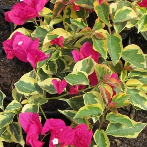 Raspberry Ice Bougainvillea Live Plant - Pack of 2, Pink & Cream Variegated, 5-9 inches - Image 1