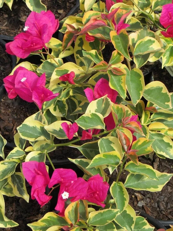 Raspberry Ice Bougainvillea Live Plant - Pack of 2, Pink & Cream Variegated, 5-9 inches - Image 1