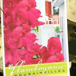 Raspberry Ice Bougainvillea Live Plant - Pack of 2, Pink & Cream Variegated, 5-9 inches - Image 7