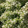 Raspberry Lemonade Ninebark Live Plant - 5-6 Inch Starter Shrub, Dwarf, Zone 3-7 - Image 1