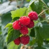 Raspberry Live Plant - Rubus idaeus - Hardy Berry Bush for Garden - 2-5" Tall - Image 1