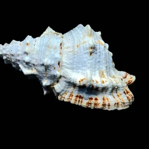 Real Sea Shell Boba - Natural Ocean Beach Home Decor - Air Plant Holder - Image 2