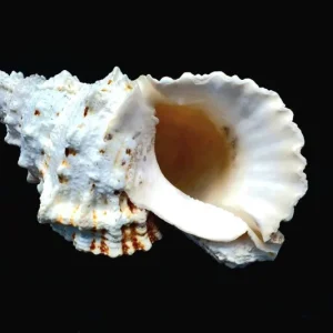 Real Sea Shell Boba - Natural Ocean Beach Home Decor - Air Plant Holder - Image 3