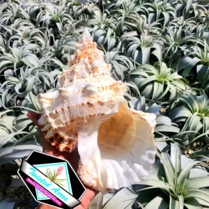 Real Sea Shell Boba - Natural Ocean Beach Home Decor - Air Plant Holder - Image 1
