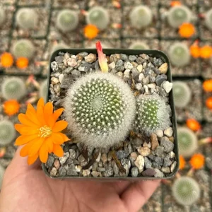 Rebutia Fiebrigii Live Plant - Blooming Cactus in 3 Inch Pot, Orange-Red Flowers, Easy Care - Image 2