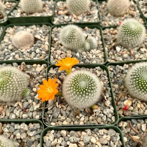 Rebutia Fiebrigii Live Plant - Blooming Cactus in 3 Inch Pot, Orange-Red Flowers, Easy Care - Image 3