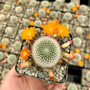 Rebutia Fiebrigii Live Plant - Blooming Cactus in 3 Inch Pot, Orange-Red Flowers, Easy Care - Image 1