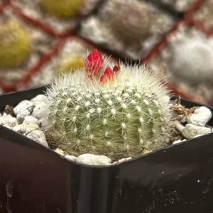 Rebutia Minuscula Live Plant - Red Crown Cactus, Blooming, 4 Inch Pot - Image 10
