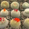Rebutia Minuscula Live Plant - Red Crown Cactus, Blooming, 4 Inch Pot - Image 1