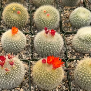 Rebutia Minuscula Live Plant - Red Crown Cactus, Blooming, 4 Inch Pot - Image 1