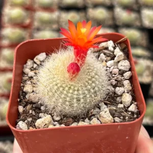 Rebutia Minuscula Live Plant - Red Crown Cactus, Blooming, 4 Inch Pot - Image 2