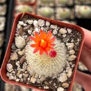 Rebutia Minuscula Live Plant - Red Crown Cactus, Blooming, 4 Inch Pot - Image 3