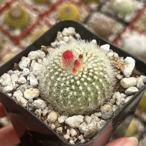 Rebutia Minuscula Live Plant - Red Crown Cactus, Blooming, 4 Inch Pot - Image 4