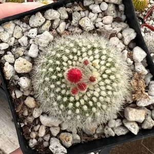 Rebutia Minuscula Live Plant - Red Crown Cactus, Blooming, 4 Inch Pot - Image 5