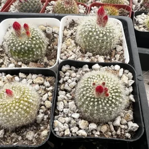 Rebutia Minuscula Live Plant - Red Crown Cactus, Blooming, 4 Inch Pot - Image 6