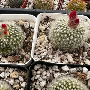 Rebutia Minuscula Live Plant - Red Crown Cactus, Blooming, 4 Inch Pot - Image 7