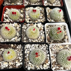 Rebutia Minuscula Live Plant - Red Crown Cactus, Blooming, 4 Inch Pot - Image 8