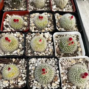 Rebutia Minuscula Live Plant - Red Crown Cactus, Blooming, 4 Inch Pot - Image 9