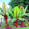 Red Abyssinian Banana Live Plant (Ensete Maurelii) 5-9 inch - Tropical Ornamental Tree - Image 1
