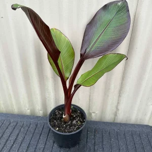 Red Abyssinian Banana Live Plant - Ensete Maurelii 5-9" Tall - Giant Red Leaf Tropical Tree - Image 2