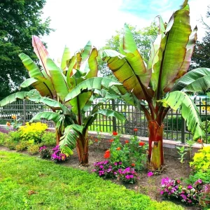 Red Abyssinian Banana Live Plant (Ensete Maurelii) 5-9 inch - Tropical Ornamental Tree - Image 3