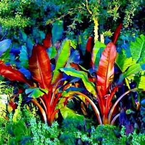Red Abyssinian Banana Live Plant (Ensete Maurelii) 5-9 inch - Tropical Ornamental Tree - Image 4