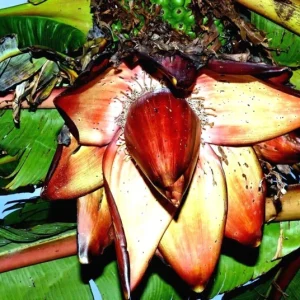 Red Abyssinian Banana Live Plant - Ensete Maurelii 5-9