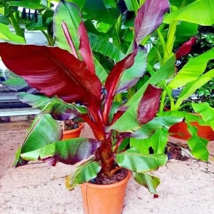 Red Abyssinian Banana Live Plant (Ensete Maurelii) 5-9 inch - Tropical Ornamental Tree - Image 6