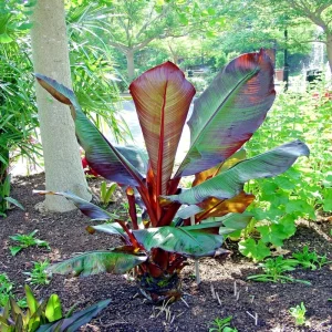 Red Abyssinian Banana Live Plant - Ensete Maurelii 5-9