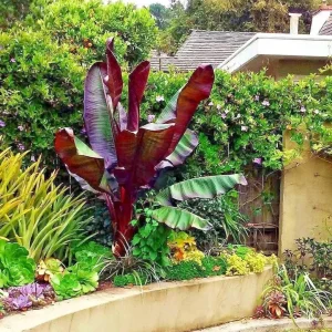Red Abyssinian Banana Live Plant (Ensete Maurelii) 5-9 inch - Tropical Ornamental Tree - Image 8