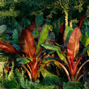 Red Abyssinian Banana Live Plant - Ensete Maurelii 5-9