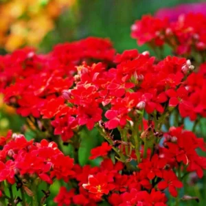 Red Alyssum Seeds - Sweet Carpet Flower for Groundcover & Pollinators - Image 2