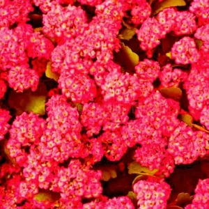 Red Alyssum Seeds - Sweet Carpet Flower for Groundcover & Pollinators - Image 3