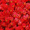 Red Alyssum Seeds - Sweet Carpet Flower for Groundcover & Pollinators - Image 1