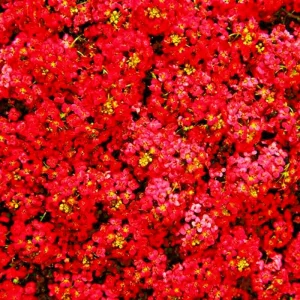 Red Alyssum Seeds - Sweet Carpet Flower for Groundcover & Pollinators - Image 1