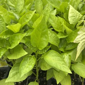 Red Beauty Bell Pepper Live Plants - Sweet Pepper Plants, Lot of 3, 4-8 inches - Image 2