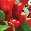 Red Beauty Bell Pepper Live Plants - Sweet Pepper Plants, Lot of 3, 4-8 inches - Image 1