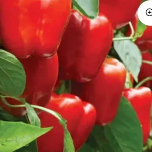 Red Beauty Bell Pepper Live Plants - Sweet Pepper Plants, Lot of 3, 4-8 inches - Image 1