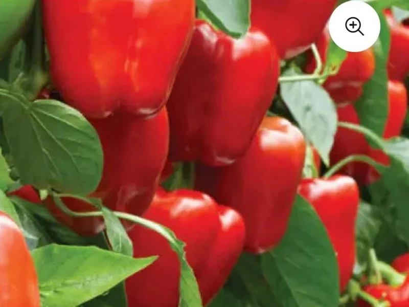 Red Beauty Bell Pepper Live Plants - Sweet Pepper Plants, Lot of 3, 4-8 inches - Image 1