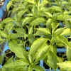 Red Cayenne Chili Live Plants - Super Hot Pepper (3 Pack, 75 Days Old, 2-3 ft Tall) - Image 1