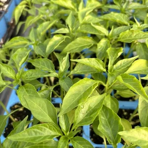 Red Cayenne Chili Live Plants - Super Hot Pepper (3 Pack, 75 Days Old, 2-3 ft Tall) - Image 1